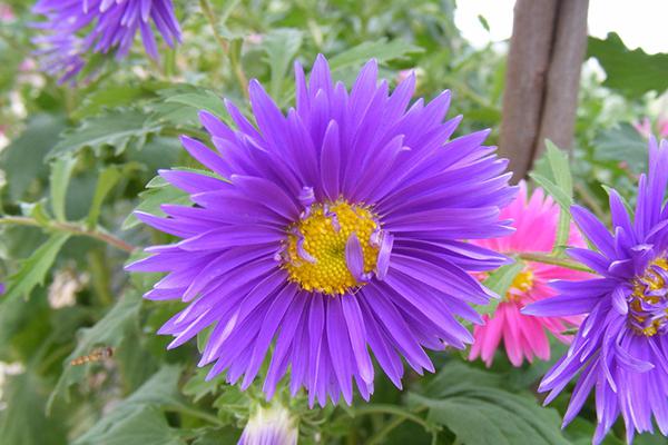 晚上喝菊花茶（晚上喝菊花茶会失眠吗）